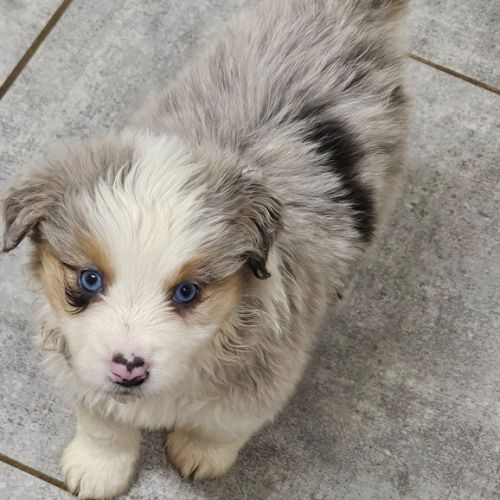 Chiots berger américain miniature #2