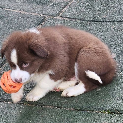 Chiots berger américain miniature #7