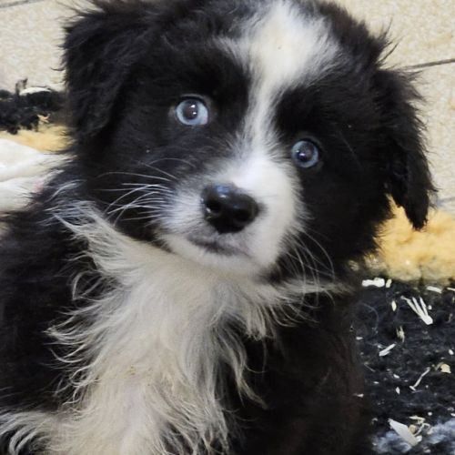 Chiots berger américain miniature #8