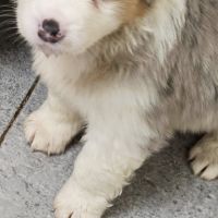 Chiots berger américain miniature #1