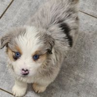 Chiots berger américain miniature #2