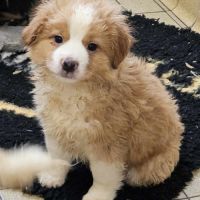 Chiots berger américain miniature #3