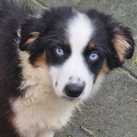 Chiots berger américain miniature #4