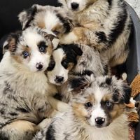 Chiots berger américain miniature #6