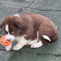 Chiots berger américain miniature #7