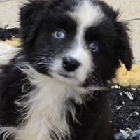 Chiots berger américain miniature #8