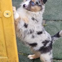 Chiots berger américain miniature #9