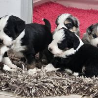 Chiots berger américain miniature #10