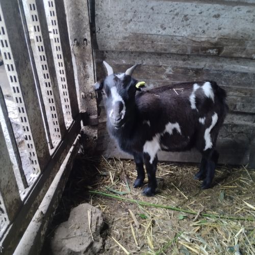 Couple chèvre extra naine toy #2