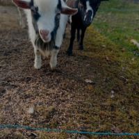 Couple chèvre extra naine toy