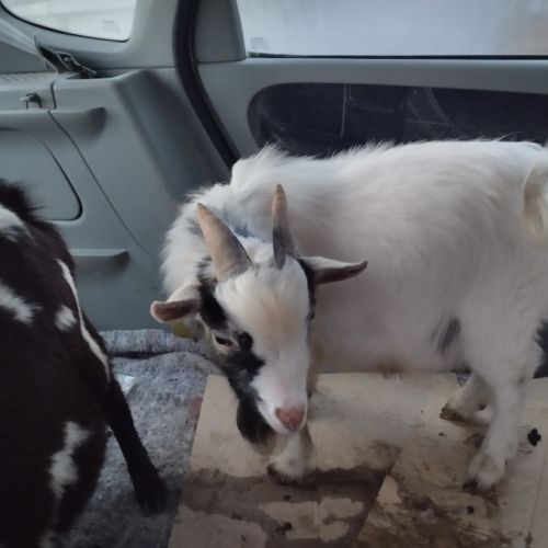 Mini bouc extra nain toy #1