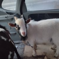 Mini bouc extra nain toy