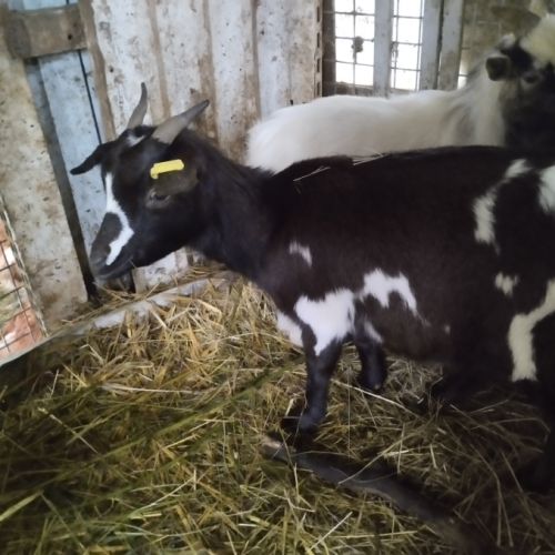 Mini chèvre extra naine /toy #1