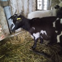 Mini chèvre extra naine /toy #1