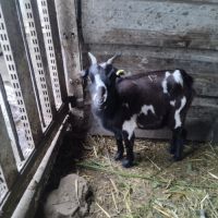 Mini chèvre extra naine /toy