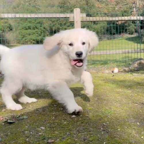 Chiots golden retriever disponibles #2