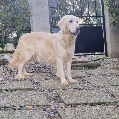 Chiots golden retriever disponibles #6