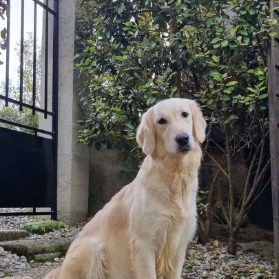 Chiots golden retriever disponibles #7