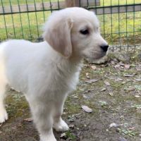 Chiots golden retriever disponibles #1
