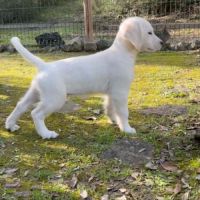 Chiots golden retriever disponibles