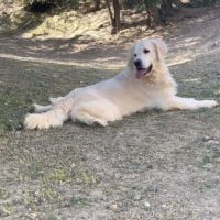 Chiots golden retriever disponibles #4