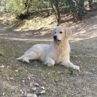 Chiots golden retriever disponibles #5