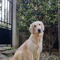 Chiots golden retriever disponibles #7