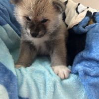 À adopter akita inu #2