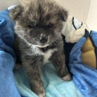 À adopter akita inu #3