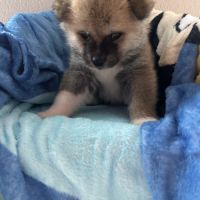 À adopter akita inu #4