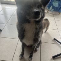 À adopter akita inu #5