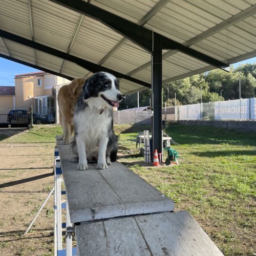 Femelle reproductrice berger américain miniature #1