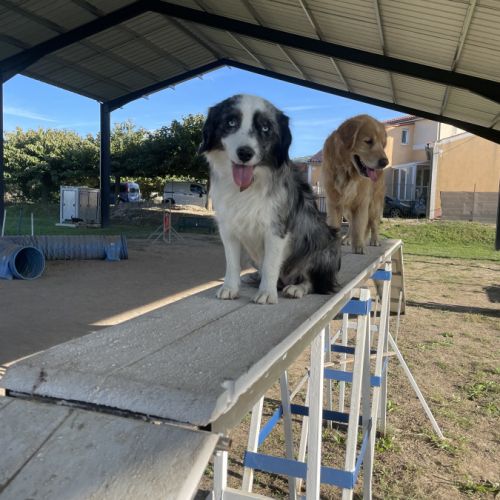 Femelle reproductrice berger américain miniature #2