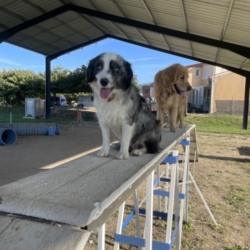 Femelle reproductrice berger américain miniature #3