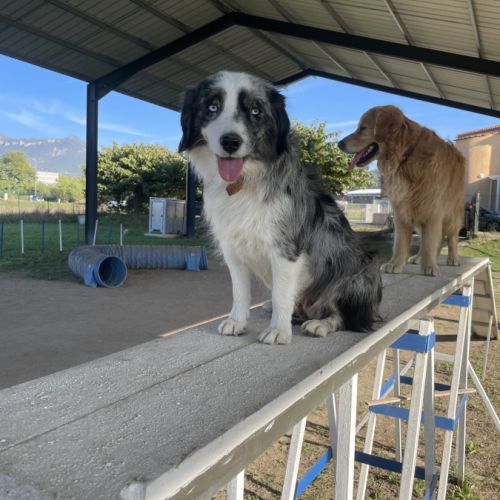 Femelle reproductrice berger américain miniature #5