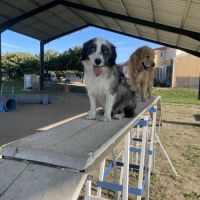 Femelle reproductrice berger américain miniature #2