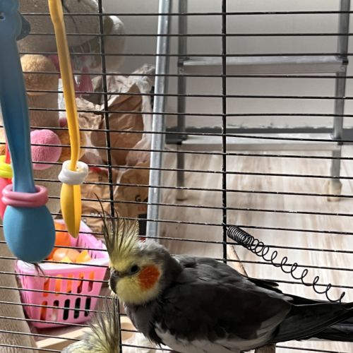 Calopsitte à vendre mâle #1