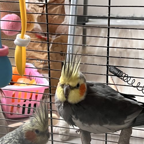 Calopsitte à vendre mâle #2