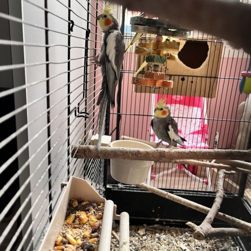 Calopsitte à vendre mâle #3