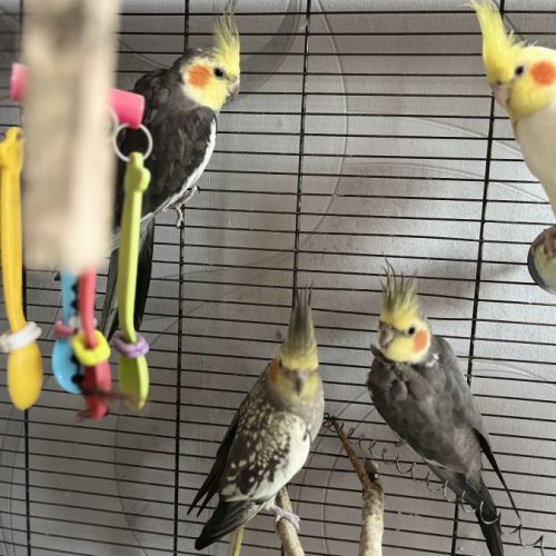 Calopsitte à vendre mâle #6