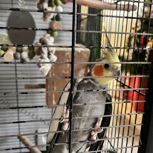 Calopsitte à vendre mâle #7