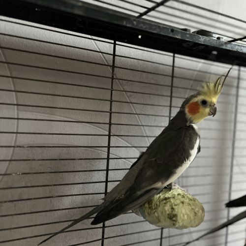 Calopsitte à vendre mâle #10