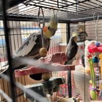 Calopsitte à vendre mâle #5