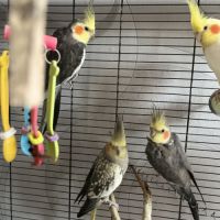 Calopsitte à vendre mâle #6