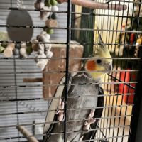 Calopsitte à vendre mâle #7