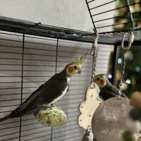 Calopsitte à vendre mâle #8