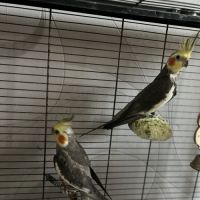 Calopsitte à vendre mâle #9