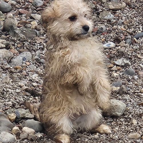 Chiots croisés bichon x berger toy type doodle #1