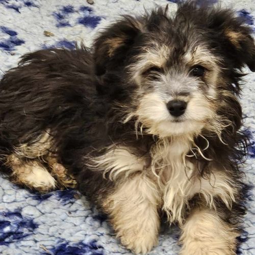 Chiots croisés bichon x berger toy type doodle #2