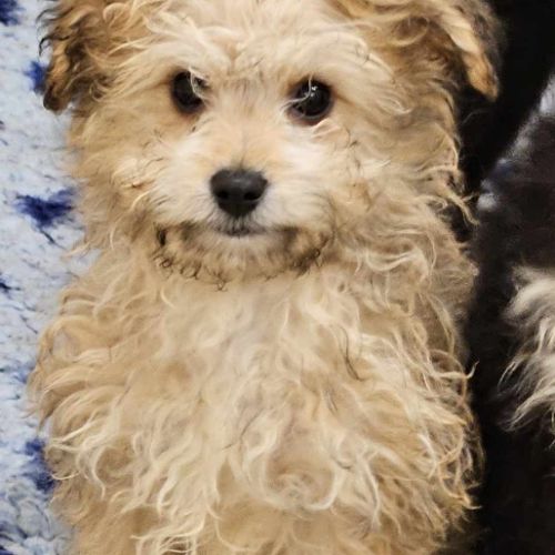 Chiots croisés bichon x berger toy type doodle #3